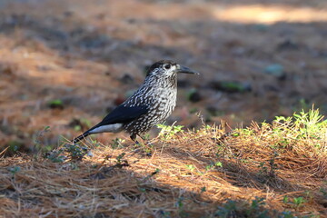 Nucifraga caryocatactes. The nutcracker stands on the ground in the autumn forest