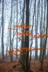 misty morning in autumn forest