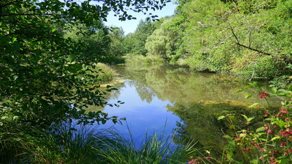 Feuchtbiotop im Naturpark Schönbuch