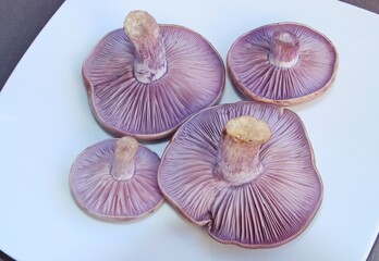 Clitocybe nuda, comúnmente conocido como la madera blewit (pie azul) y alternativamente descrito como Lepista nuda. Es un hongo comestible originario de Europa y América del Norte.