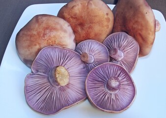 Clitocybe nuda, comúnmente conocido como la madera blewit (pie azul) y alternativamente descrito...