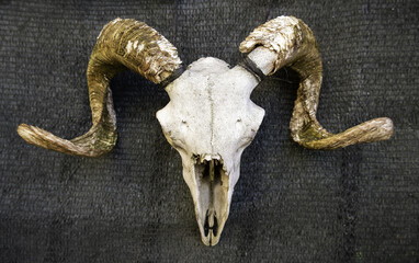 Goat skull with horns