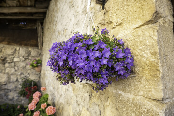 Fototapeta na wymiar Purple flowers on a facade