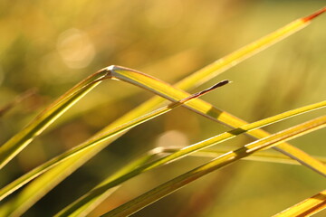 Background of sunlit yellow leaves of flowers in autumn evening