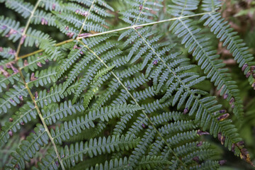 Green ferns in the field