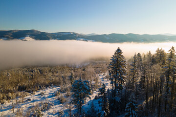 Amazing winter landscape with pine trees of snow covered forest in cold foggy mountains at sunrise.
