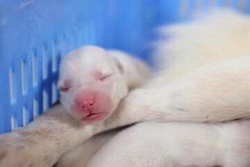 Close-up of puppy with mother dog at home. Dog breastfeeding puppies. Puppies sucking breast with milk from his mom.