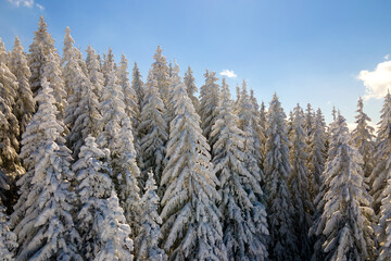 Closeup of pine tree branches covered with fresh fallen snow in winter mountain forest on cold bright day.