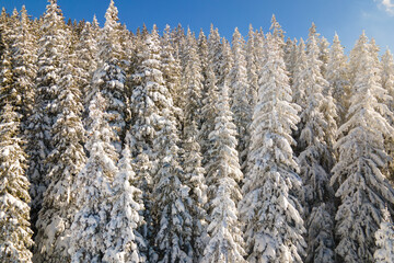 Closeup of pine tree branches covered with fresh fallen snow in winter mountain forest on cold bright day.