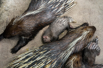 A family of porcupines sleeping after a meal.