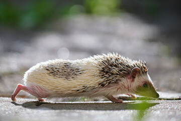 Small african hedgehog pet on green grass outdoors on summer day. Keeping domestic animals and caring for pets concept.