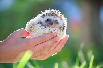 Human hands holding little african hedgehog pet outdoors on summer day. Keeping domestic animals and caring for pets concept.