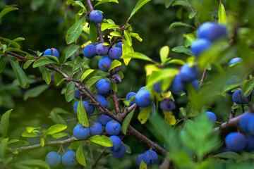 Blue berries hang on a branch on a green background. Branch with green leaves and blue berries