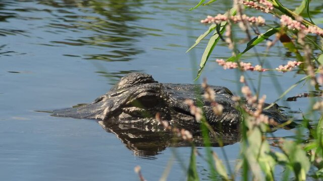 Close up of alligator in the water