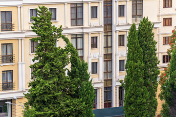 Fototapeta premium Cypresses on the background of the house