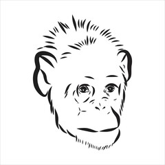 Hand drawn sketch style illustration of monkey face. Chinese zodiac sign. Young Chimpanzee. Vector illustration.
