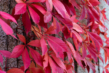 Winobluszcz purpurowy w jesiennej scenerii