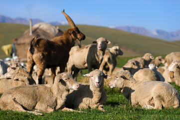 Three sheep in front of a flock in a high-mountain pasture