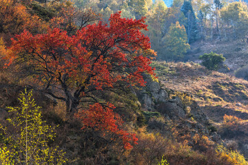 Wild apricot tree in red autumn foliage on the slope of the Zailiyskiy Alatau mountains