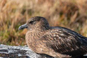 Close portrait of the Great Skua (Catharacta skua).