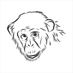 Obraz premium Hand drawn sketch style illustration of monkey face. Chinese zodiac sign. Young Chimpanzee. Vector illustration.