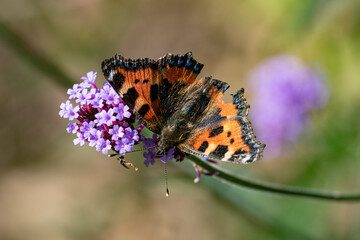 red admiral butterfly on verbena flower from above
