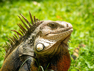 Green Iguana (Iguana Iguana) Large Herbivorous Lizard Staring on the Grass in a Garden of Medellin, Antioquia, Colombia