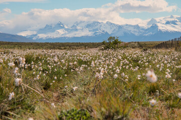 Fototapeta na wymiar springtime in patagonia, flowers and snowcapped mountains