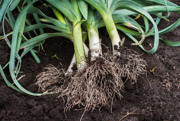 Fresh leeks with roots are lying on the ground. Harvesting leeks