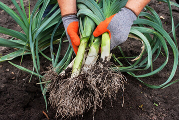 A man holds a fresh harvested leek on the background of the earth close-up. Harvesting leeks