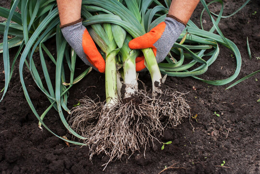 A man holds a fresh harvested leek on the background of the earth close-up. Harvesting leeks