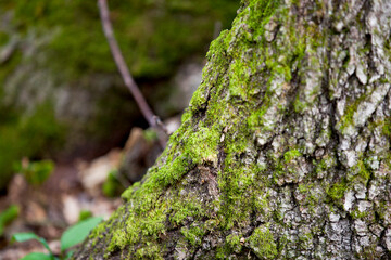 Mossy growth on the forest floor in an Ontario forest.