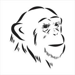 Hand drawn sketch style illustration of monkey face. Chinese zodiac sign. Young Chimpanzee. Vector illustration.