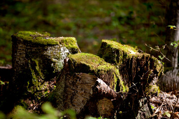 Mossy growth on the forest floor in an Ontario forest.