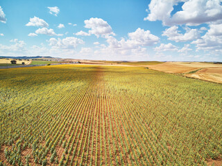 Fototapeta na wymiar Aerial View of a Sunflower Field in Summer