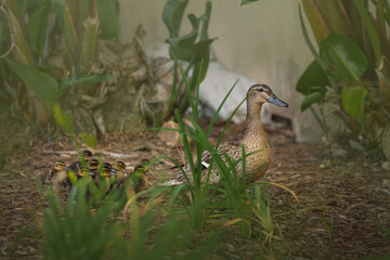 Mama Goose with Baby Goslings Goose Family 
