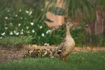 Mama Goose with Baby Goslings Goose Family 