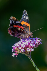 red admiral (vanessa atalanta) butterfly on pureple Verbena flower