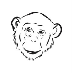 Hand drawn sketch style illustration of monkey face. Chinese zodiac sign. Young Chimpanzee. Vector illustration.