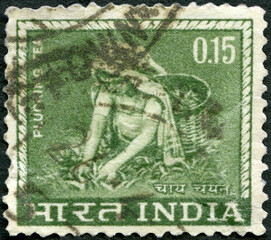 INDIA - 1965: shows Tea Picking plucking, 1965