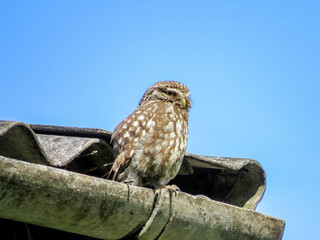 Little owl a small owl with a flat topped head a plump compact body and short tail and a stern expression