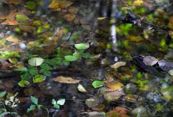 colorful autumn leaves in the water