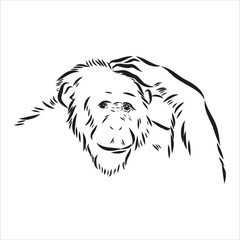 Hand drawn sketch style illustration of monkey face. Chinese zodiac sign. Young Chimpanzee. Vector illustration.