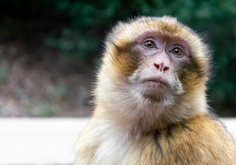 Close-up of a free-ranging macaque monkey with soft background blur