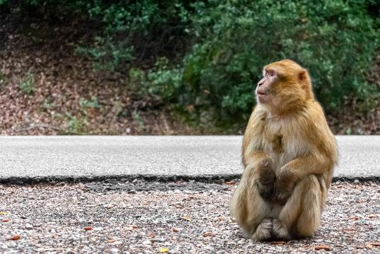 General shot of macaque monkey in freedom at the foot of the road