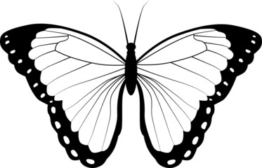 Contour black and white butterfly for coloring