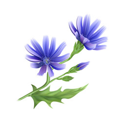 Flowers and root of the chicory plant. A useful medicinal herb.