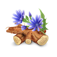 Flowers and root of the chicory plant. A useful medicinal herb.