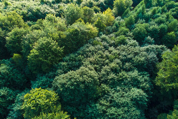 Fototapeta na wymiar Top down flat aerial view of dark lush forest with green trees canopies in summer.
