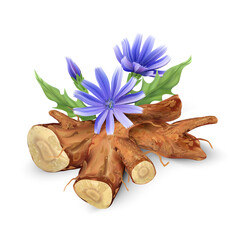 Flowers and root of the chicory plant. A useful medicinal herb.